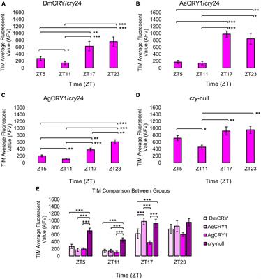 Nocturnal mosquito Cryptochrome 1 mediates greater electrophysiological and behavioral responses to blue light relative to diurnal mosquito Cryptochrome 1